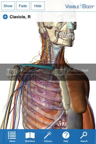 visible body 3d human anatomy